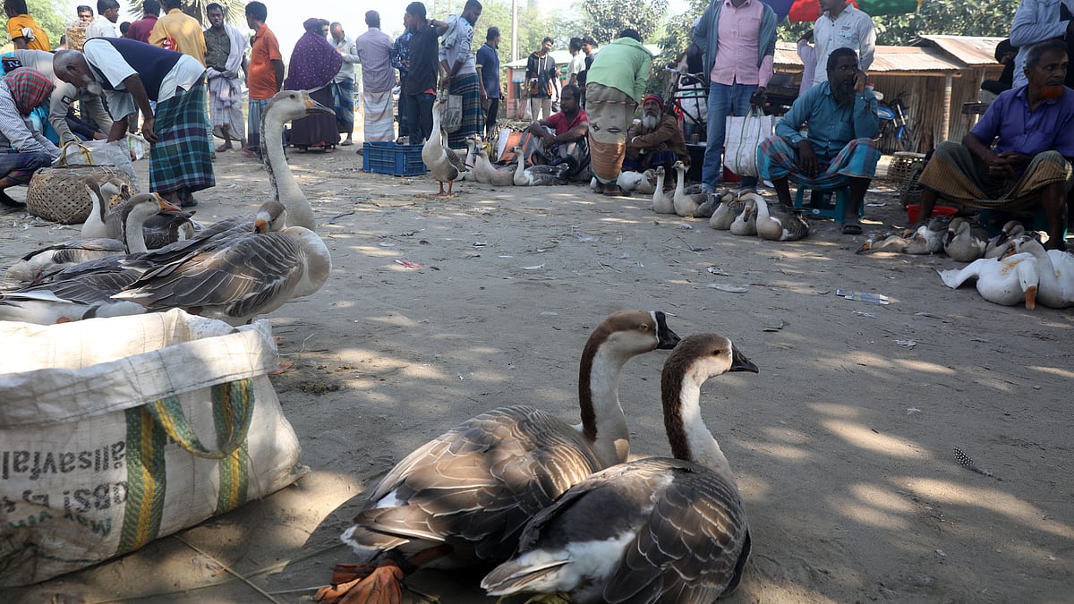 নাগর নদের তীরে সারিবদ্ধভাবে রাজহাঁস নিয়ে ক্রেতার অপেক্ষায় বিক্রেতারা।
