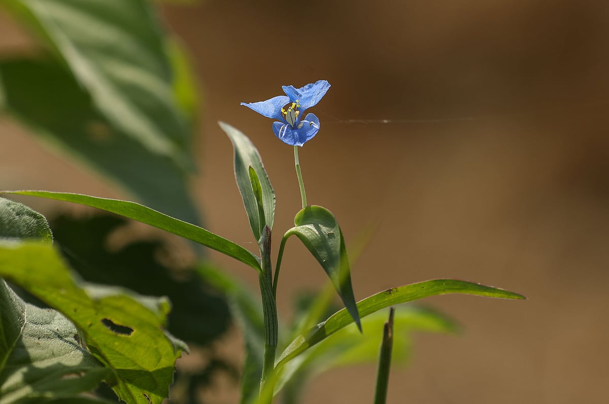 ছবি: সাদ্দাম হোসেন 