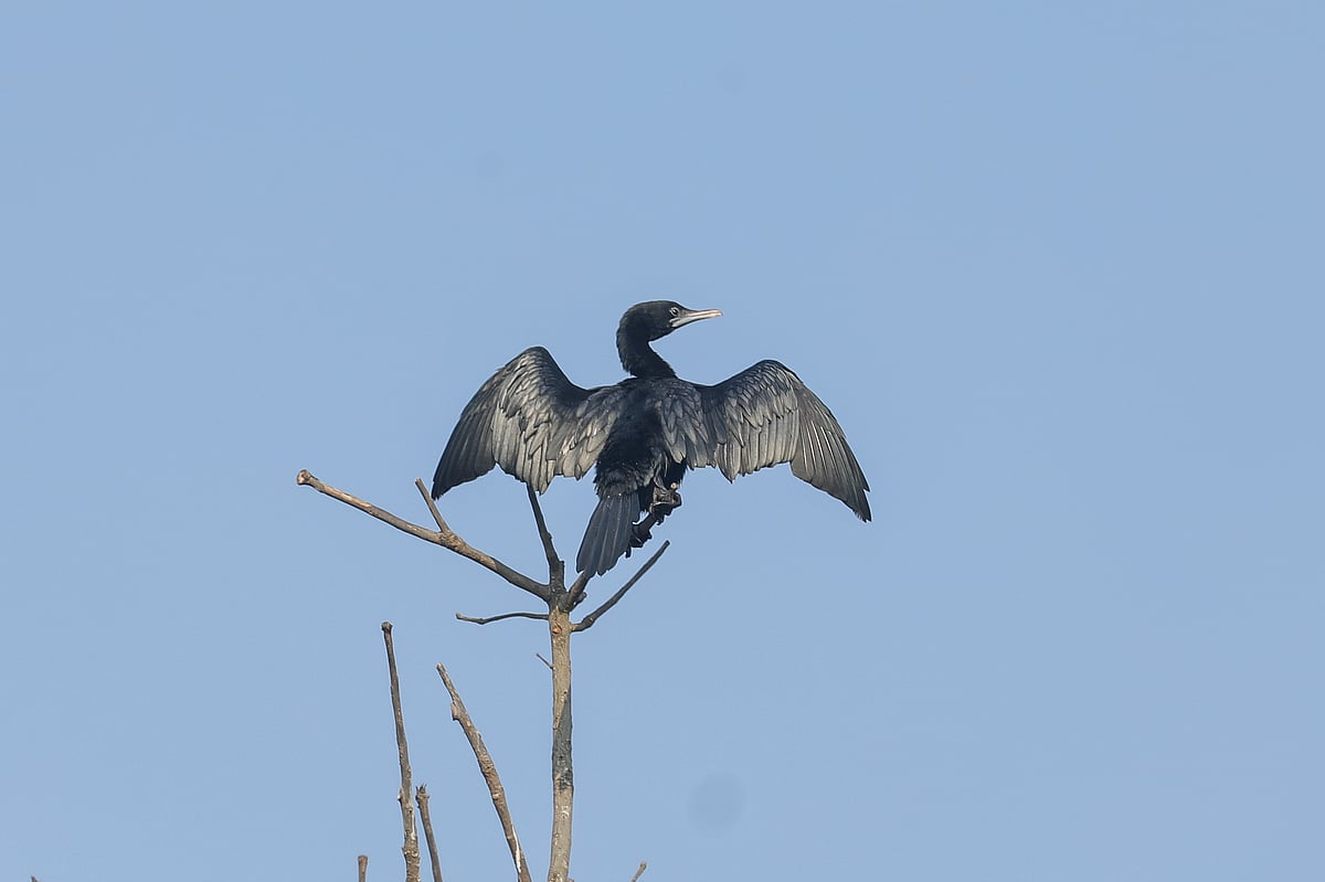 সিক্ত শরীর শুকায় রৌদ্রতাপে ডানা মেলে পানকৌড়ি 