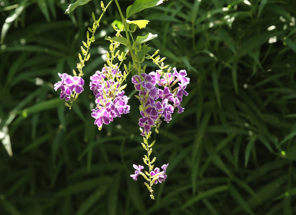 ছবি: সুপ্রিয় চাকমা