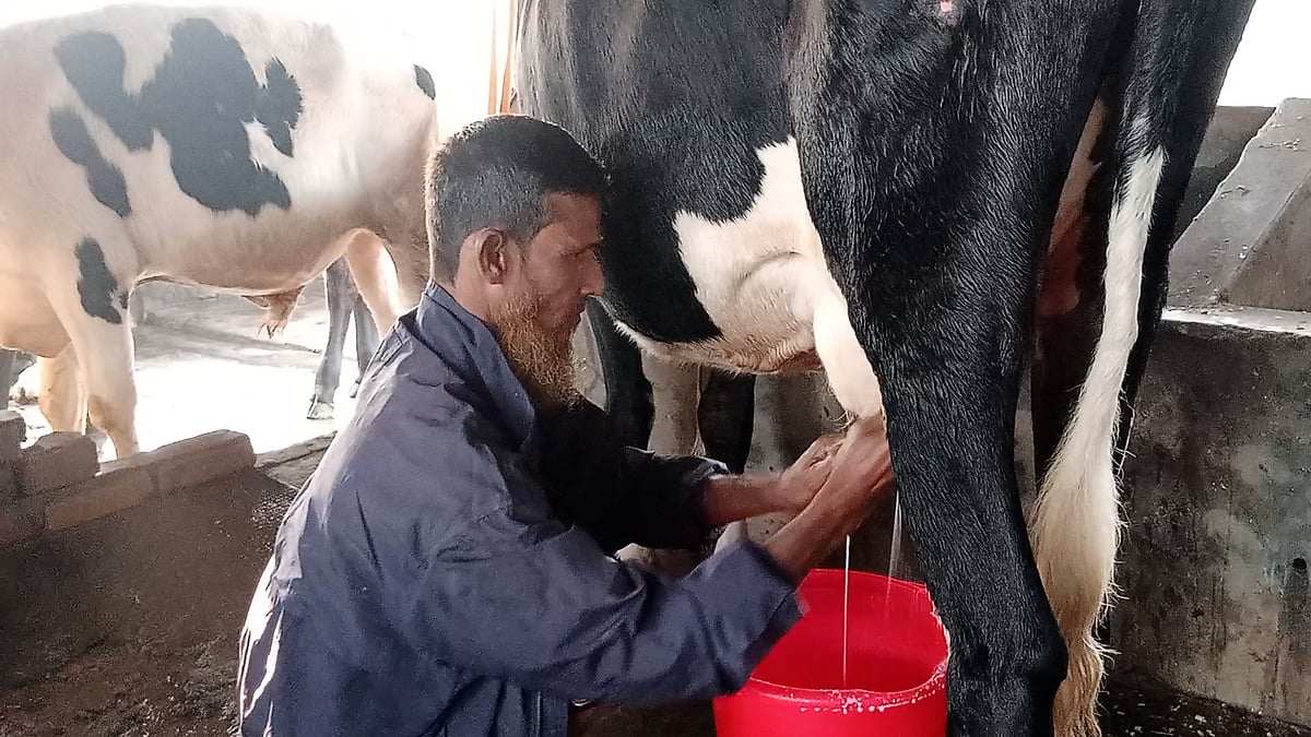 স্ত্রীর গয়না বিক্রির টাকা দিয়ে গরুর খামার করে সফল মনজুরুল