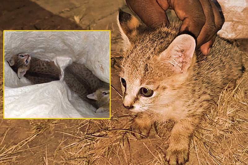 বনে ফিরেছে মেছো বিড়ালের ছানা