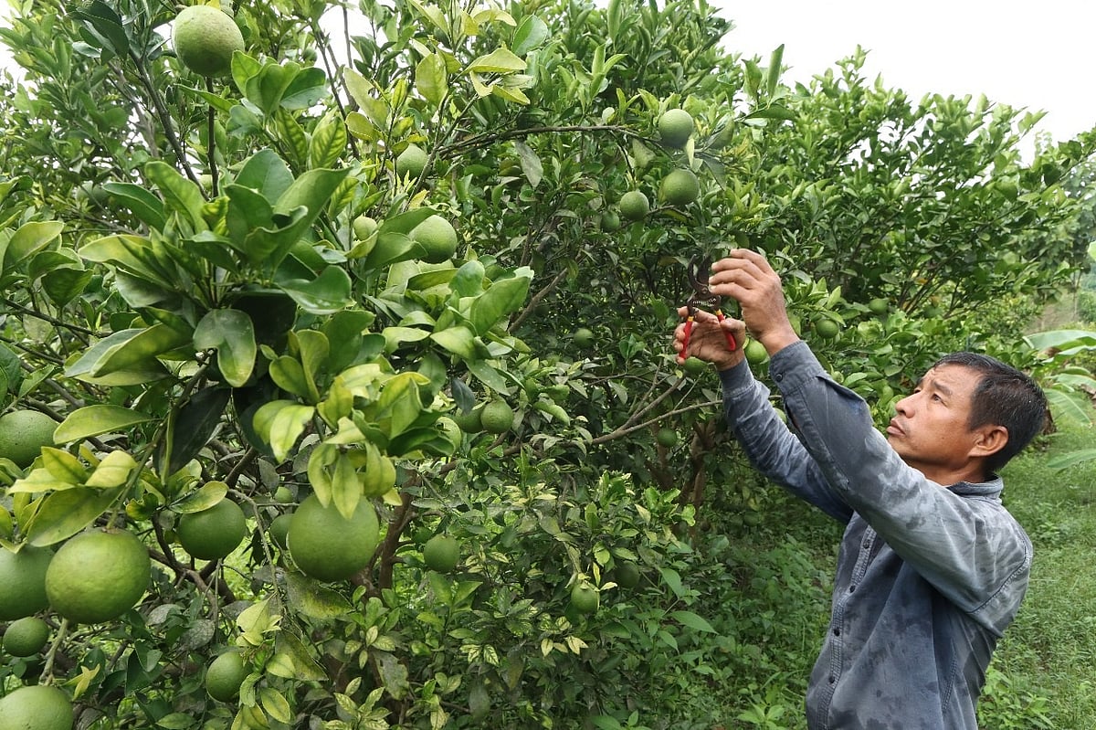 দেশে সবচেয়ে বেশি মাল্টা চাষ হয় কোথায়