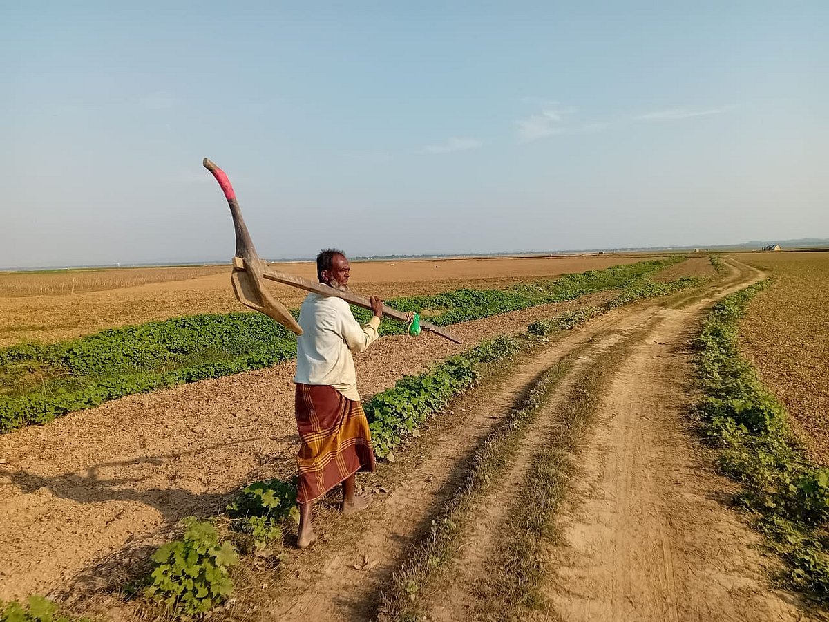 কাঁধে লাঙল নিয়ে হাওরের জমি চাষে ছুটছেন কৃষক 
