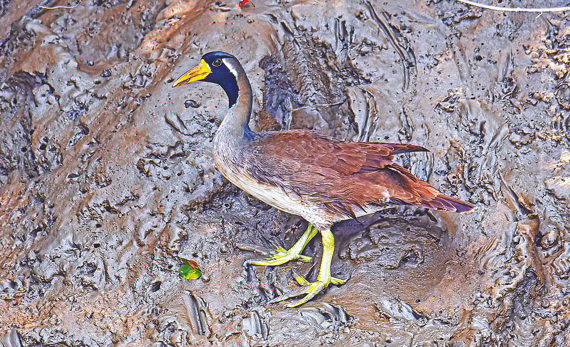 বিলুপ্তির পথে সুন্দরী হাঁস