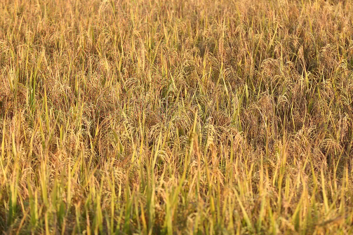 প্রতিটি খেতের ধান এখন পাকা 