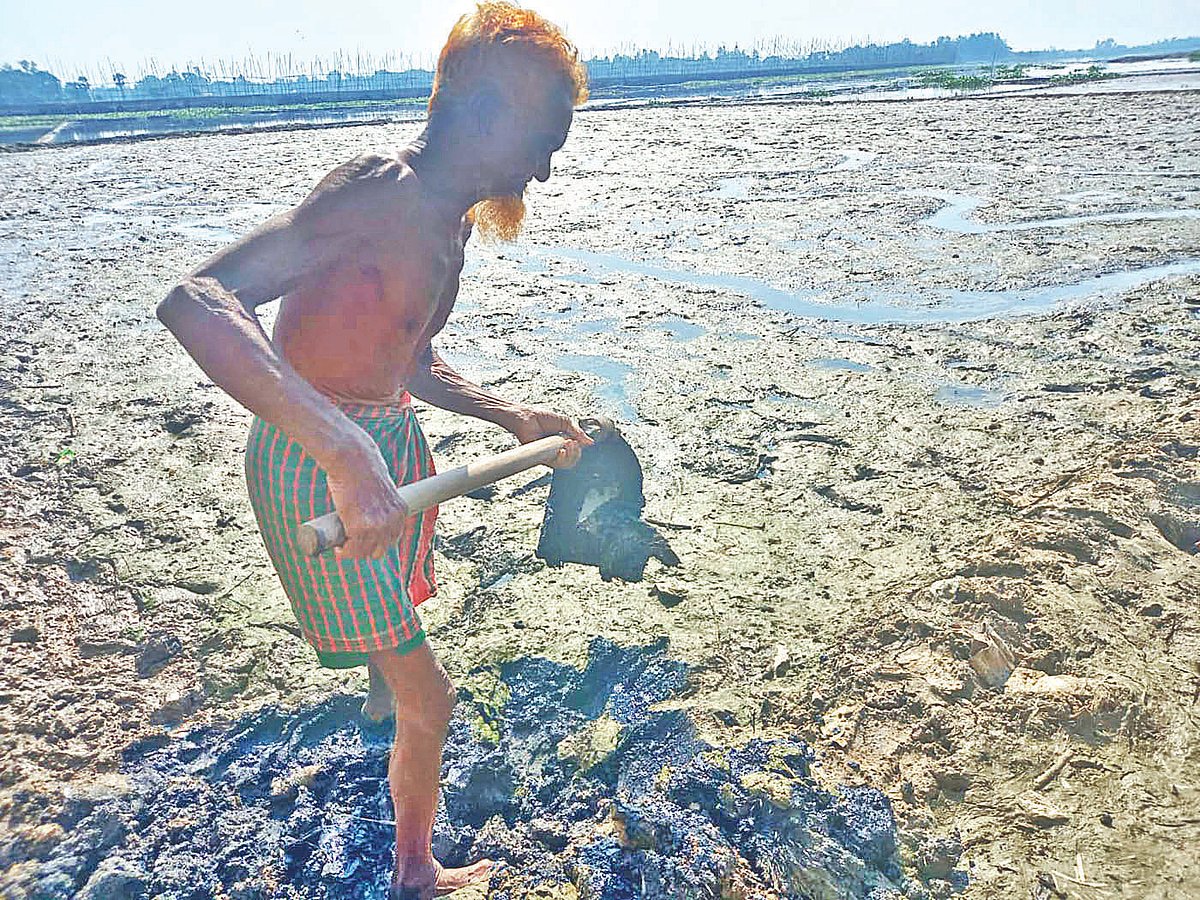 শিল্পের দূষণে ডুবছে সাভার ও ধামরাইয়ের কৃষিজমি