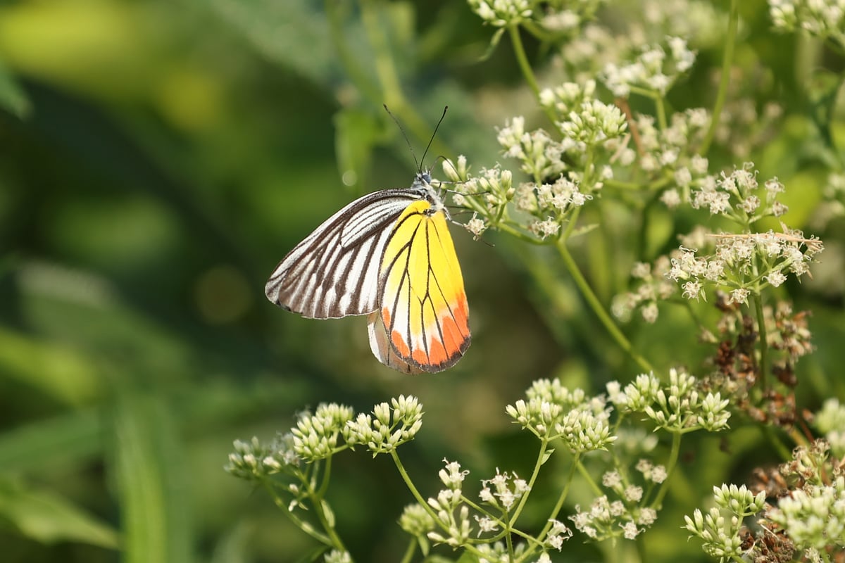 ছবি: মং হাই সিং মারমা