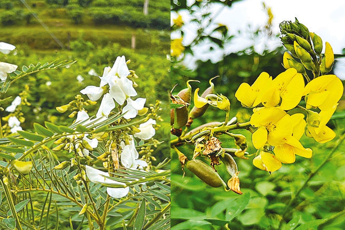অরল-মেডলায় বর্ণিল হেমন্ত
