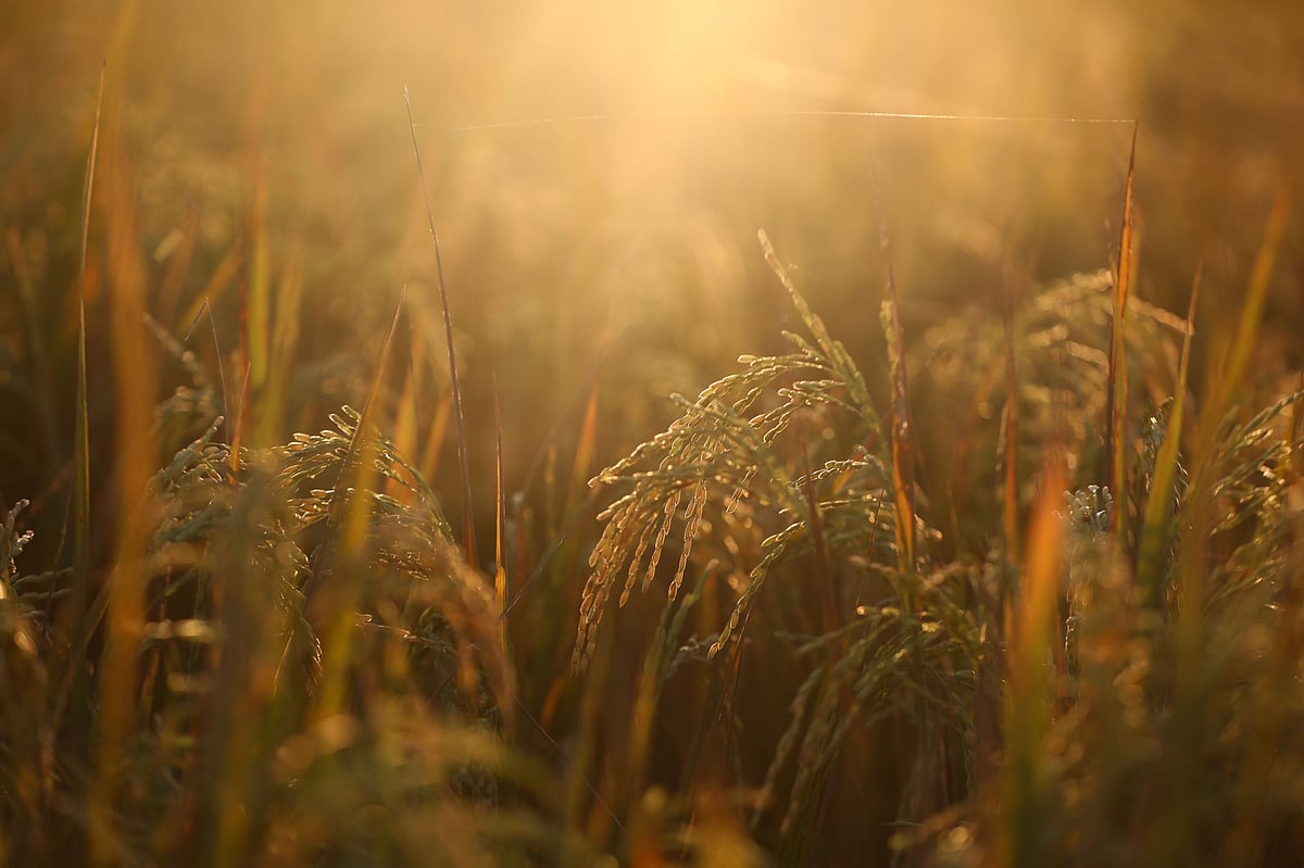 কৃষকের সোনালি ফসল