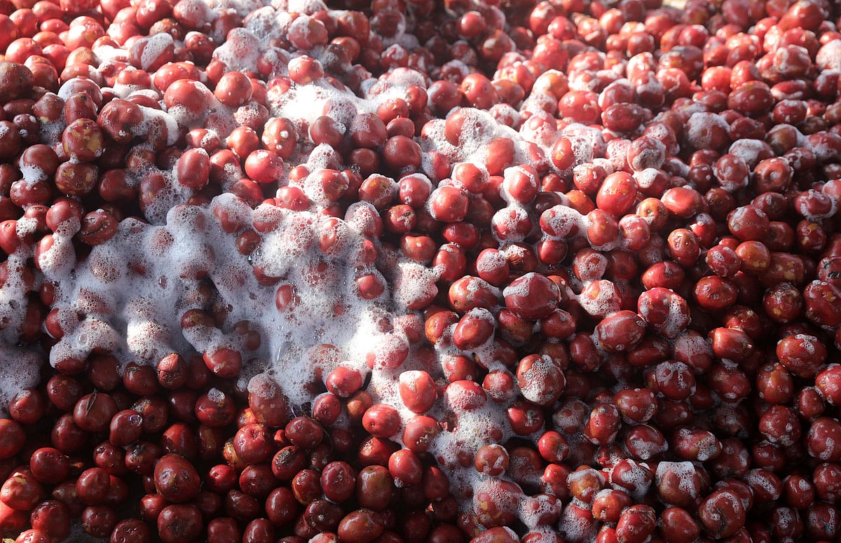 লাল টুকটুকে আলুর রূপের গল্প