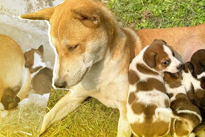 ৮ ছানা হারানো সেই মা কুকুর পেল নতুন চারটি ছানা
