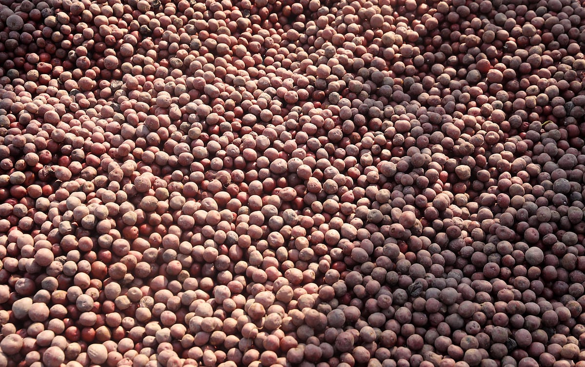 শ্যাম্পু দিয়ে ধোয়ার আগে আলু দেখতে এমন