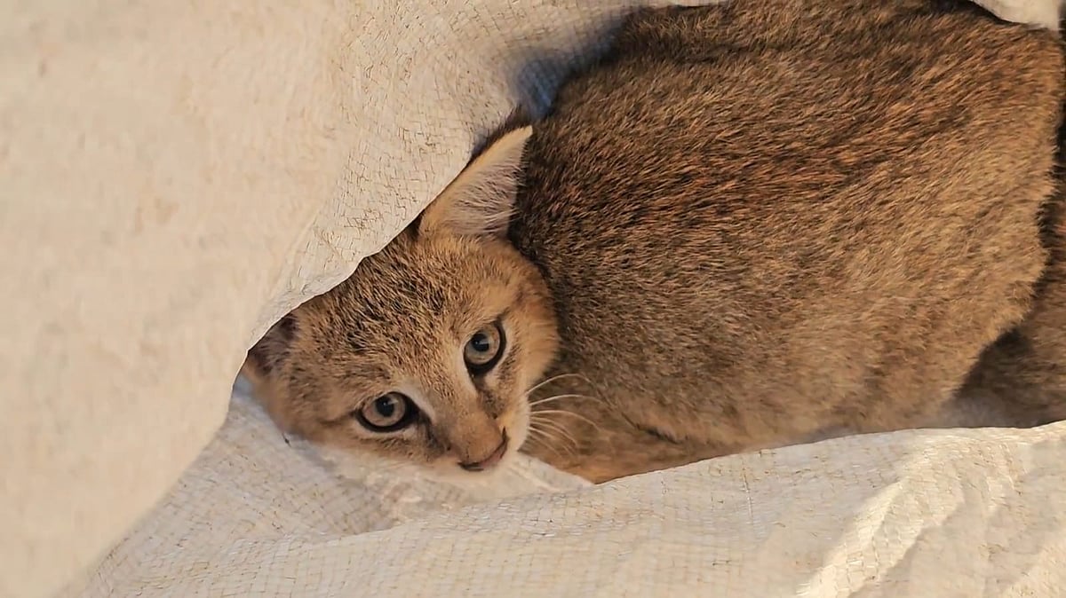 শ্রমিকদের দেখে ভয়ে পালাল মা মেছো বিড়াল, পরে ধানখেত থেকে দুই ছানা উদ্ধার