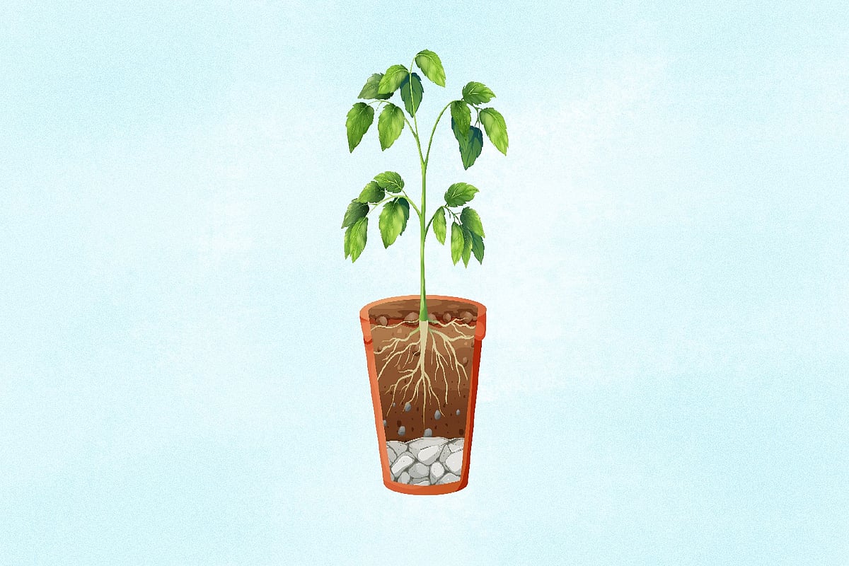 জুনিয়র বৃত্তি পরীক্ষা -বিজ্ঞান : গাছ খনিজ লবণ শোষণ করে মাটি থেকে