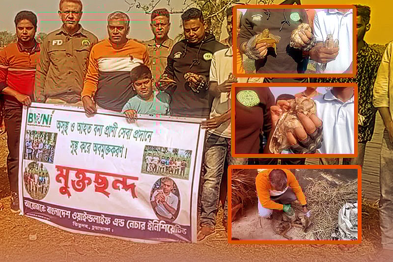 অসুস্থ প্যাঁচা, ঘুঘু, কচ্ছপ আর শিয়ালকে চিকিৎসা দিয়ে প্রকৃতিতে ফিরিয়ে দিয়েছে মানুষ