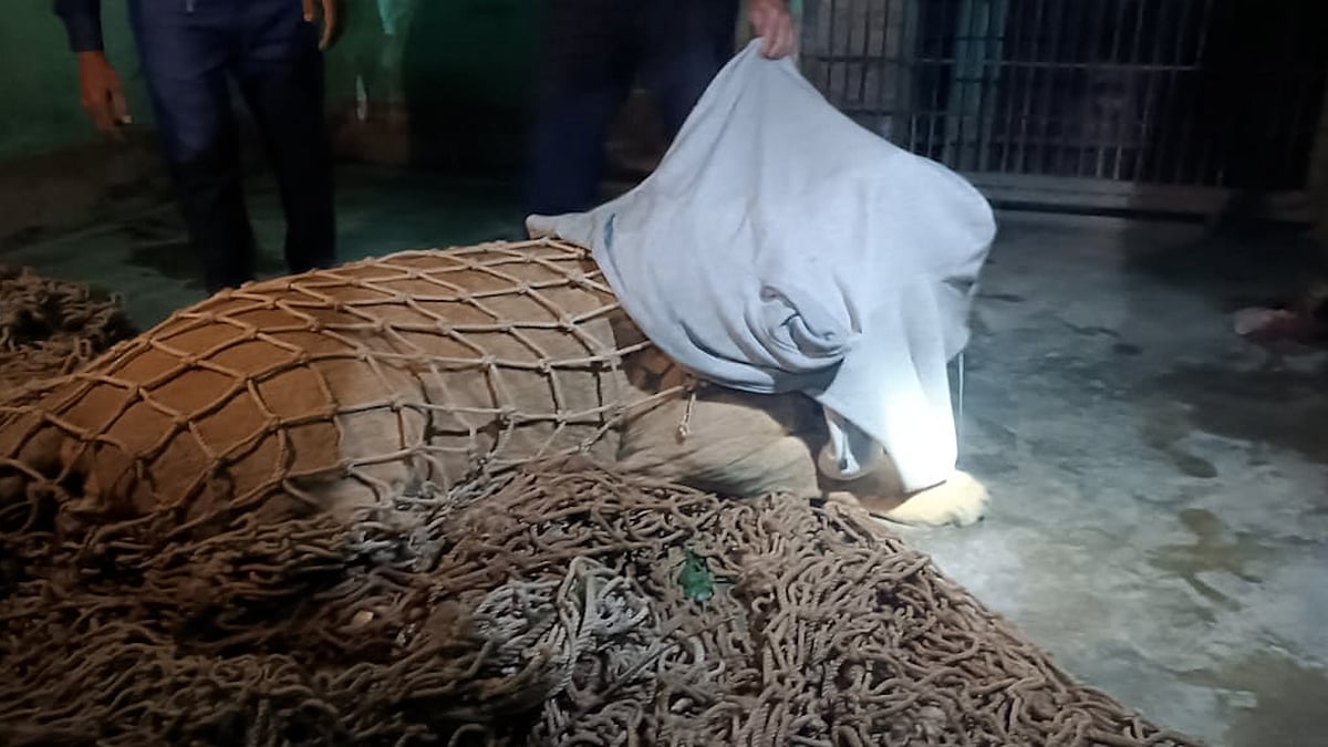 খাঁচা থেকে বের হওয়া সিংহী যেভাবে উদ্ধার হলো