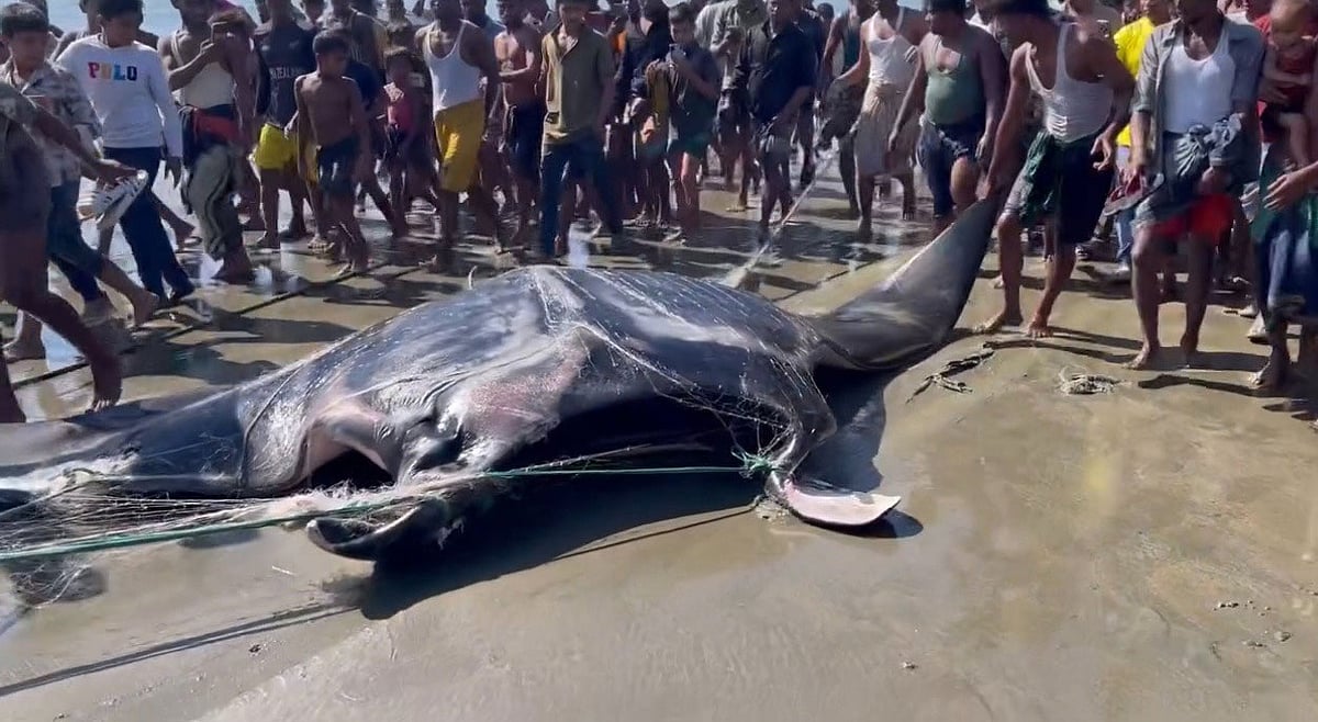 টেকনাফে জেলের জালে ১৫ মণ ওজনের মাছ, কেন এটি ধরা নিষিদ্ধ