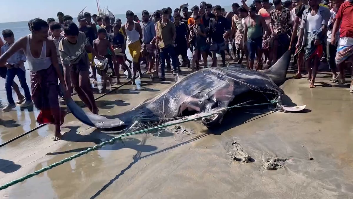 টেকনাফে জেলের জালে ৬০০ কেজি ওজনের ‘শাপলাপাতা’ মাছ