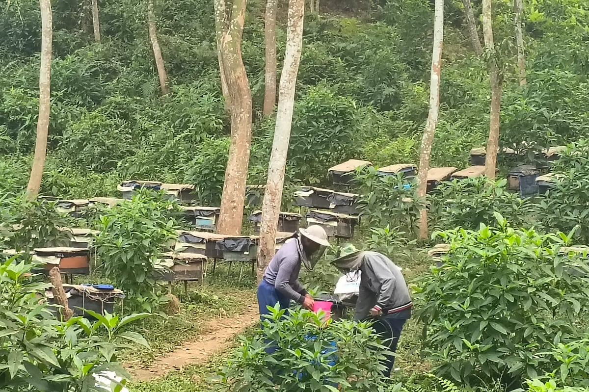 শেরপুরে পাহাড়ি ফুলের মধুর খোঁজে মৌয়ালেরা