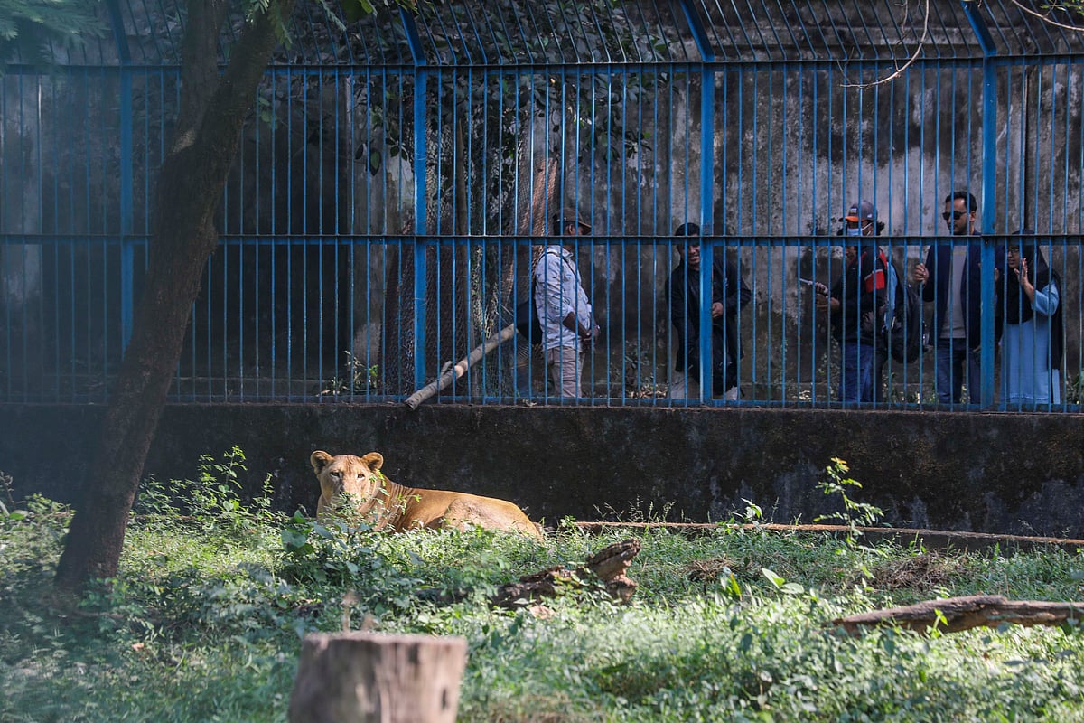 সিংহের খাঁচার সামনে দাঁড়িয়ে পশুটির দৃষ্টি আকর্ষণের চেষ্টায় কয়েকজন দর্শনার্থী।