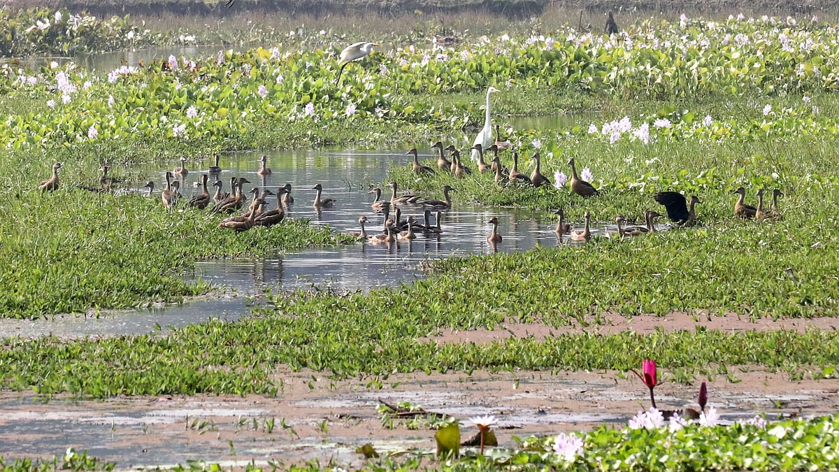 বিলের পানিতে পাতিসরালির ঝাঁক, রয়েছে বকপাখিও