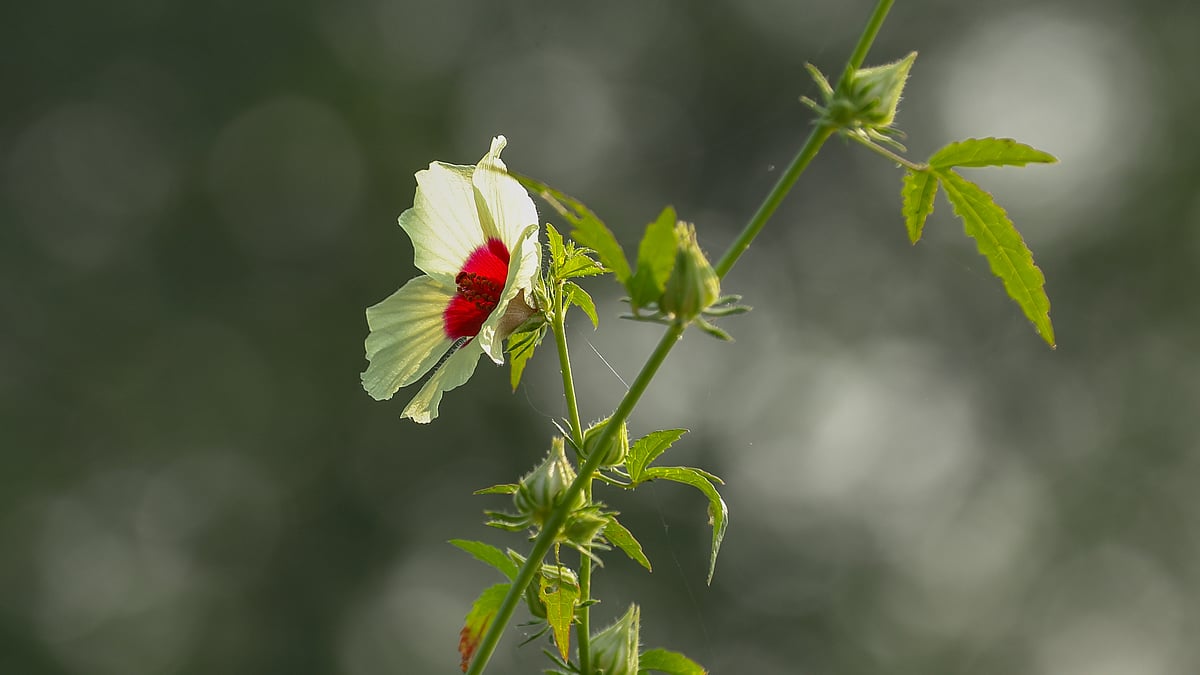ছবি: সাদ্দাম হোসেন