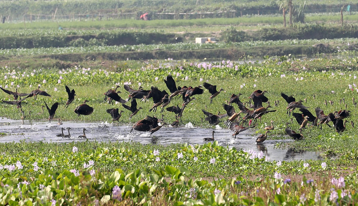 এসেছে পরিযায়ী পাতিসরালি