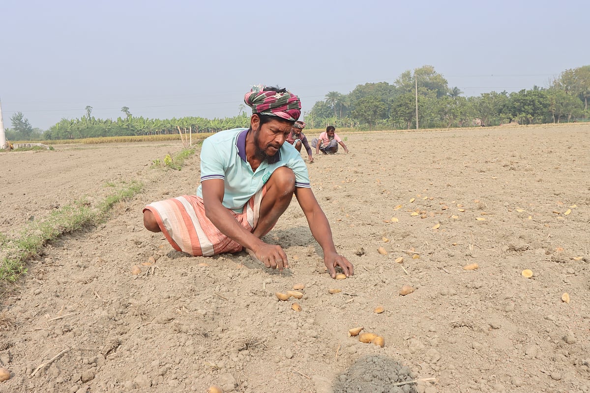 আলু রোপণে ব্যস্ততা