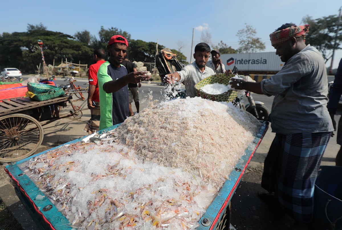 রাসমণি ঘাটে সমুদ্রের তাজা মাছের নিলাম