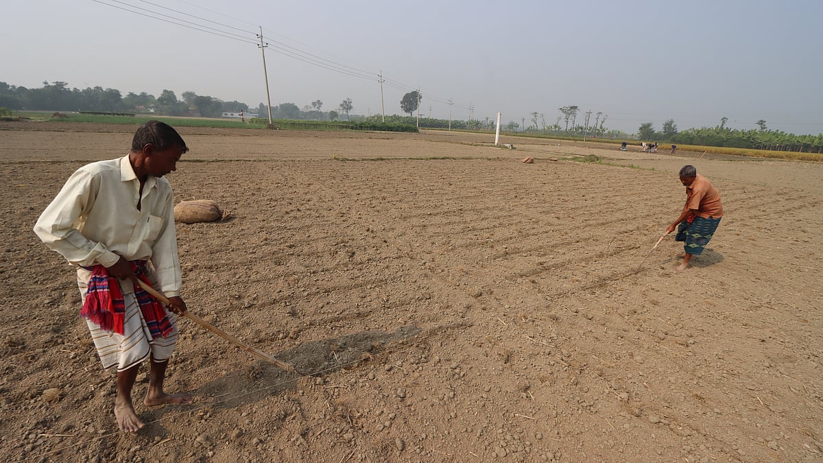 আলু রোপণের জন্য জমি প্রস্তুত করা হচ্ছে।