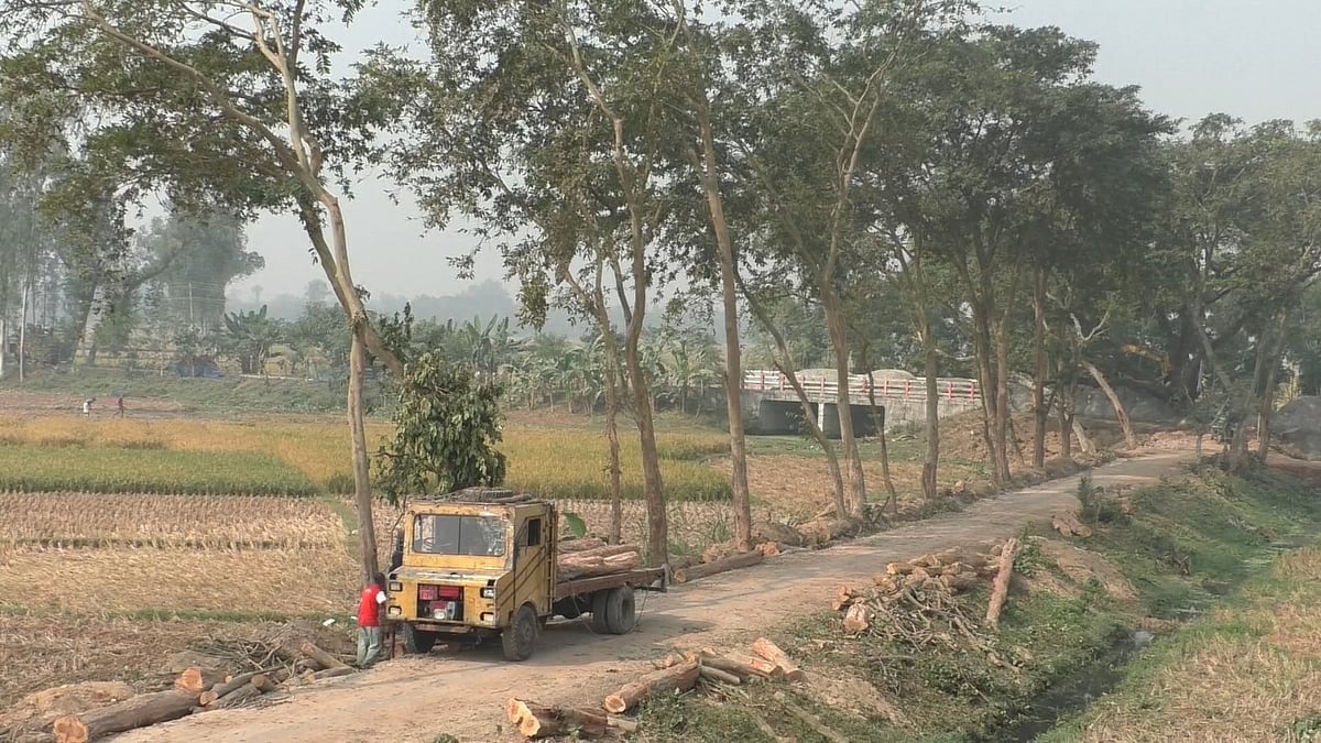 নওগাঁয় কাটা হচ্ছে সড়কের পাশের সহস্রাধিক পুরোনো গাছ