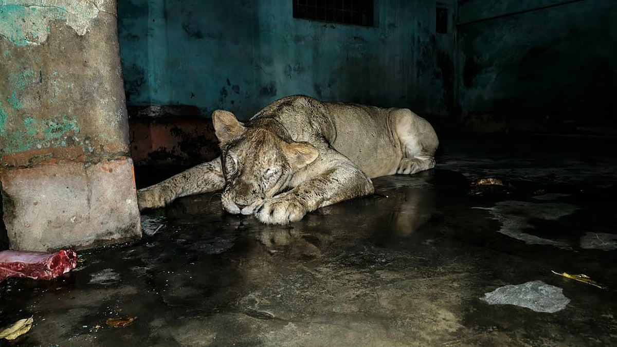 সিংহীর বের হওয়াকে কেন্দ্র করে চিড়িয়াখানার নিরাপত্তাব্যবস্থা নিয়ে প্রশ্ন