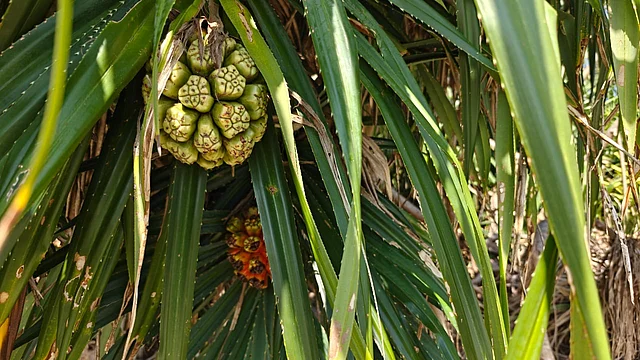 সৈকতে দেখা মেলে কেয়া গাছে ঝুলে থাকা থোকা থোকা ফল