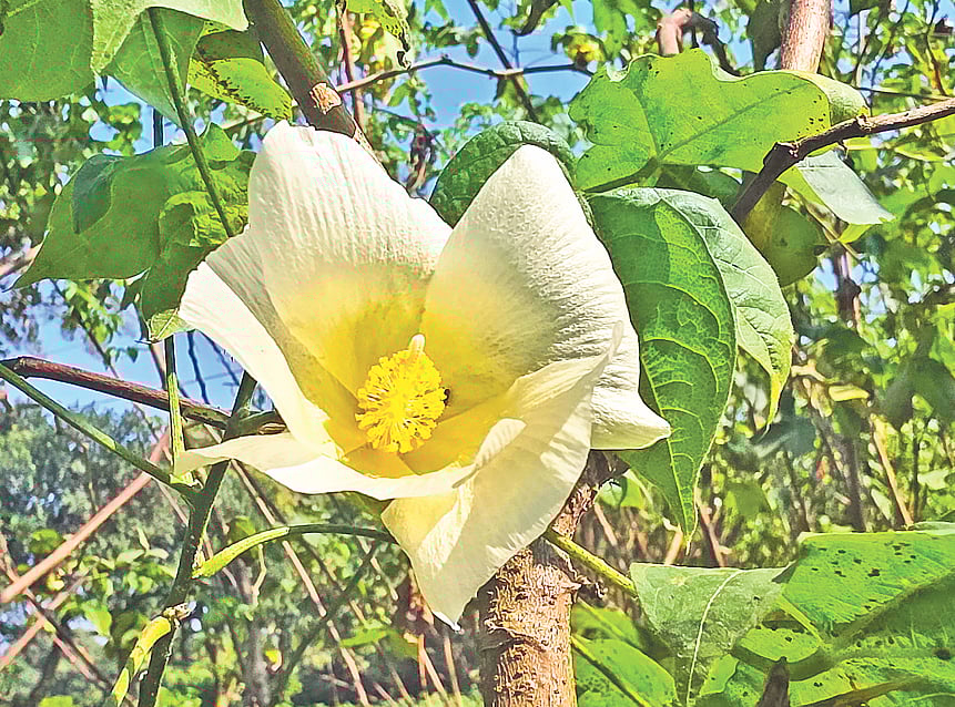 ফুটি কার্পাসের ফুল