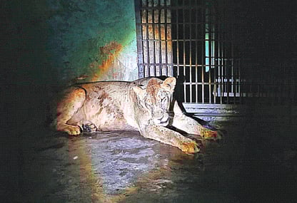 খাঁচা বন্ধ করতে ভুলে গিয়েছিলেন কর্মচারী, তাতেই বেরিয়ে পড়েছিল সিংহী ‘ডেইজি’