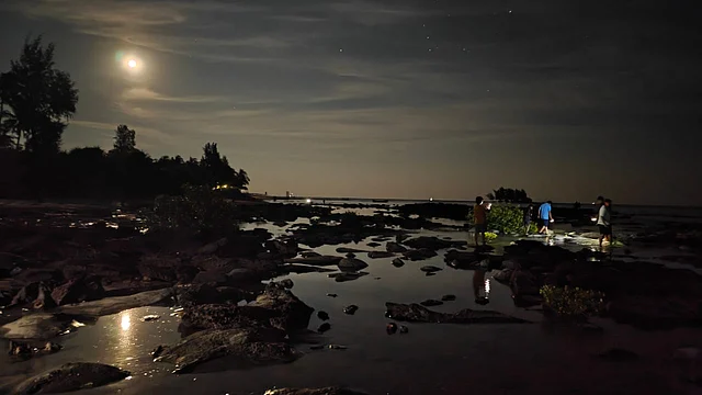 ম্যানগ্রোভ থাকায় স্থানীয়রা এই অংশকে সুন্দরবনই বলেন। জোছনার আলোয় চলছে কাঁকড়া ধরার চেষ্টা