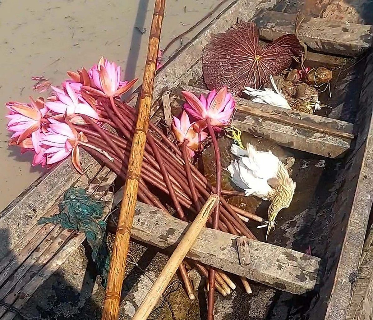 মৌলভীবাজারে শীত আসতেই তৎপর পাখিশিকারিরা, নজরদারি বাড়ানোর তাগিদ