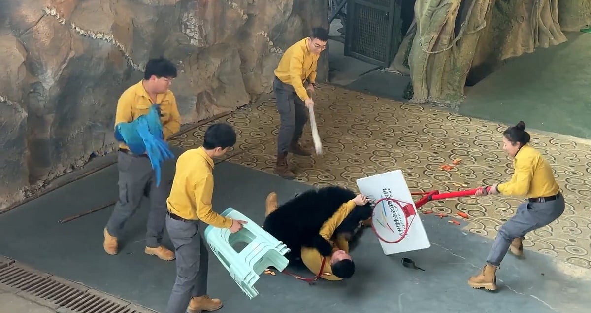 হাংঝু সাফারি পার্কে প্রশিক্ষকের ওপর ভালুকের আকস্মিক আক্রমণ