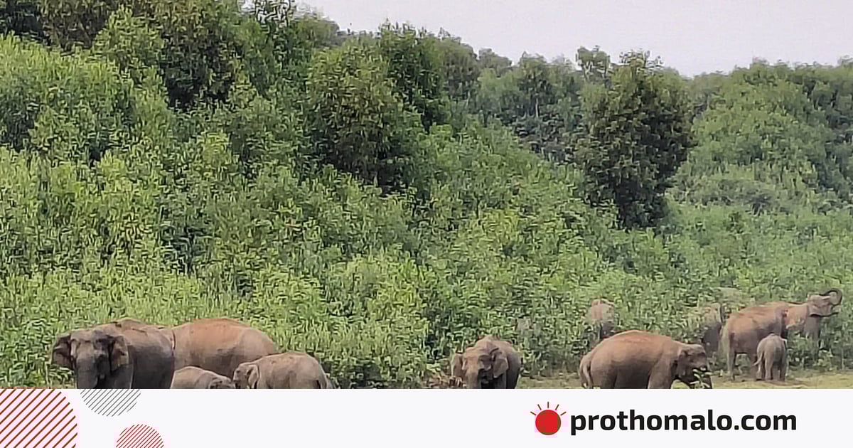 বন্য হাতিকে ‘মামা’ ডাকলে আসলেই কি তারা ক্ষতি করে না বন্য হাতিকে ‘মামা’ ডাকলে আসলেই কি তারা ক্ষতি করে না