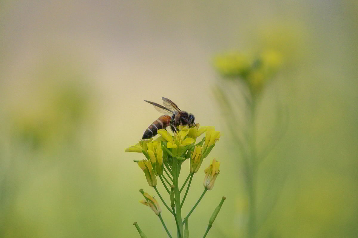 ছবি: সাদ্দাম হোসেন