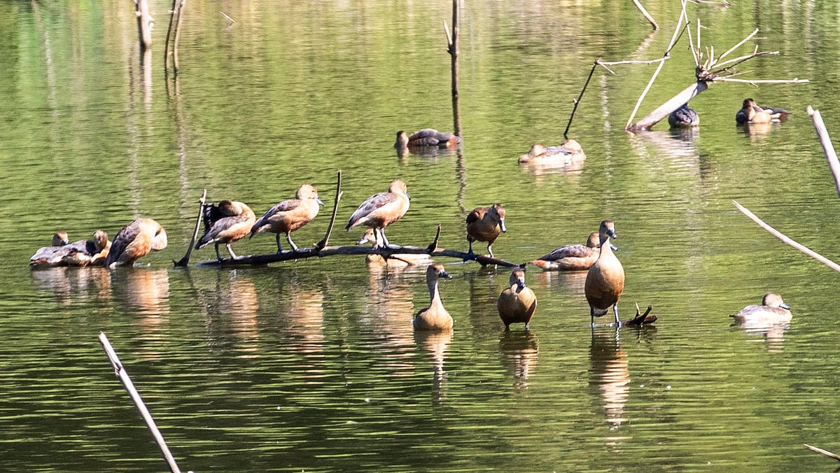দল বেঁধে দিঘির জলে বসে আছে সরালি