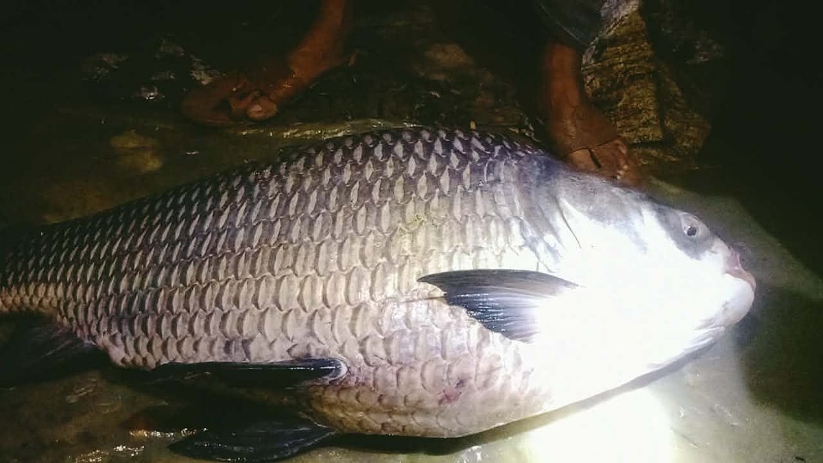 কাচকি মাছ ধরার জালে ২৩ কেজি ওজনের কাতলা, বিক্রি ২১ হাজার টাকায়