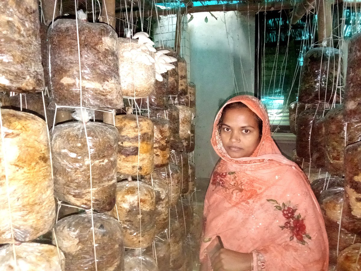 ইউটিউব দেখে মাশরুম চাষ, শাহজাদীর মাসে আয় ৩০ হাজার টাকা