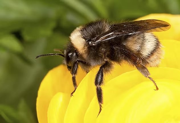 হাতিকে লোকালয় থেকে দূরে রাখতে মৌমাছি ব্যবহার