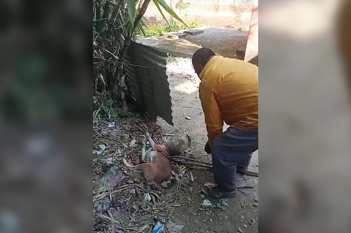 মা কুকুরের মুখে আটকে ছিল প্লাস্টিকের বয়াম, ৩২ ঘণ্টা পর কেটে বিপদমুক্ত