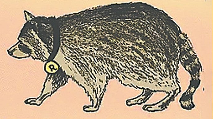 র‍্যাকুন উপহার পেয়ে কী করেছিলেন কুলিজ