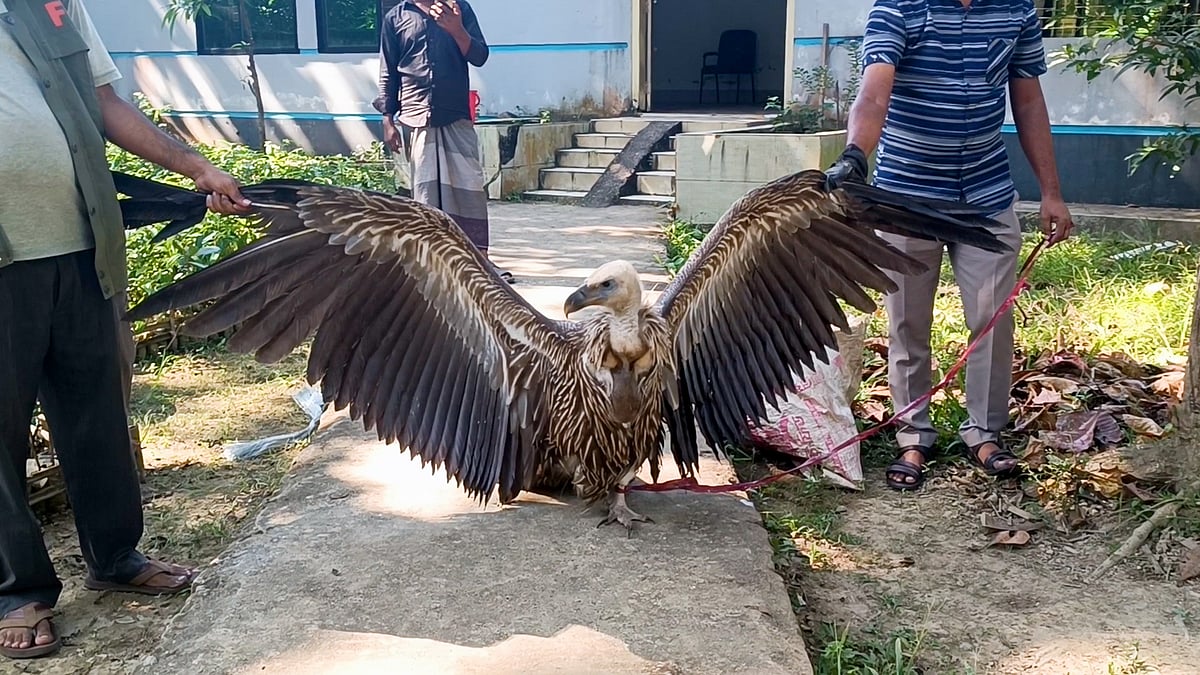 হঠাৎ মাটিতে পড়া এক পা–বিহীন শকুনটি পরিযায়ী