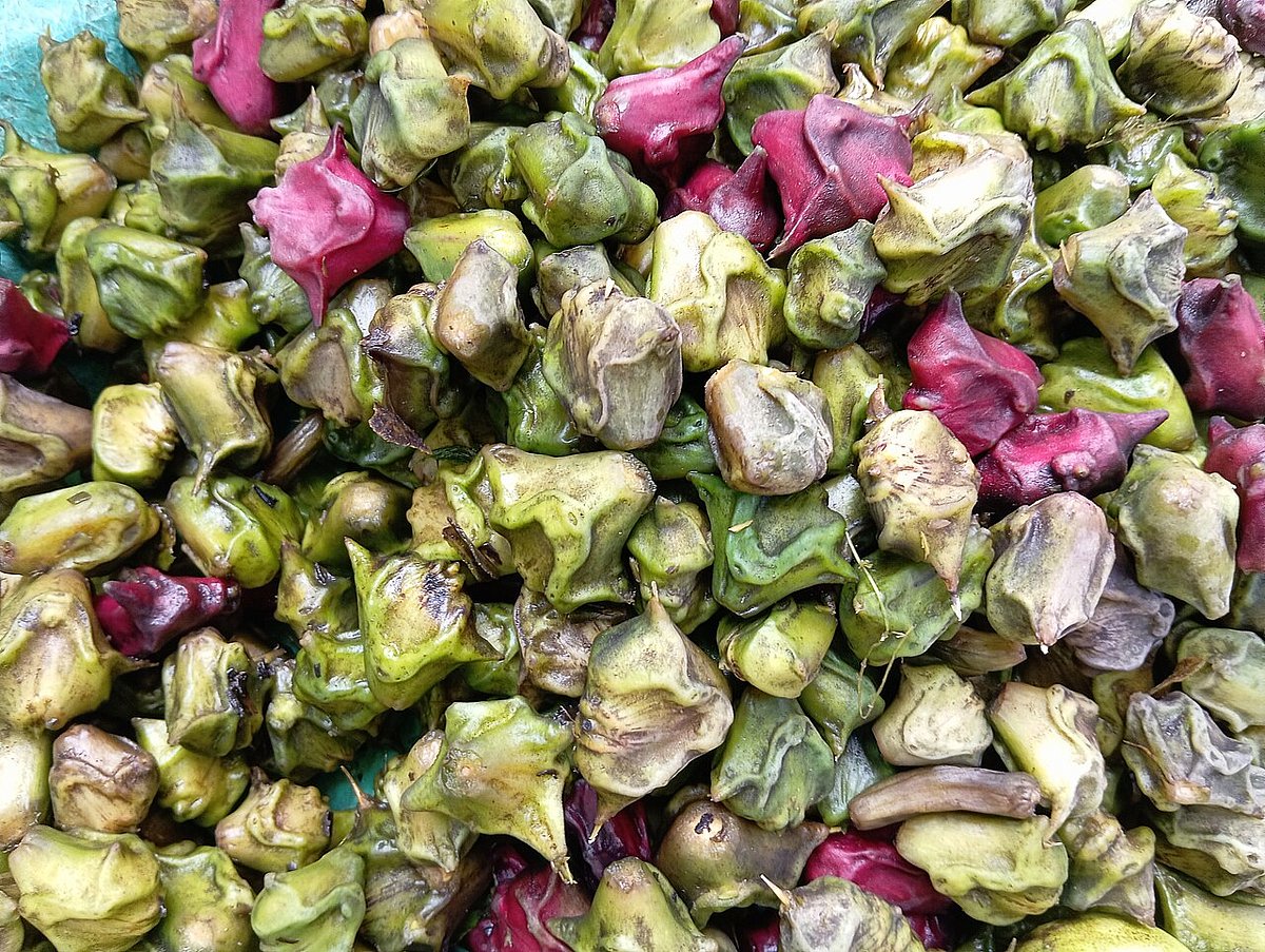 পানিফলের নানা উপকারিতা