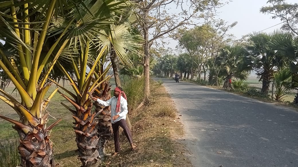 শহিদুল নিজ খরচে তিন কিলোমিটার সড়কে লাগিয়েছেন ১৪০০ তালগাছ